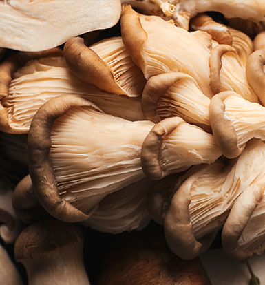 Sanovita dijetetski suplementi predstavljaju vrhunski spoj prirode i nauke, kreirani da pruže ciljanu podršku vašem zdravlju i vitalnosti svakog dana.