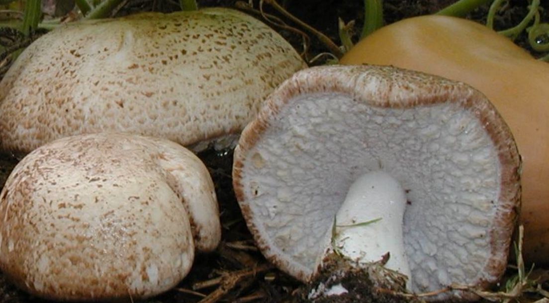 Prirodna zaštita od virusnih infekcija - Agaricus blazei gljiva