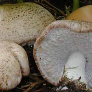 Prirodna zaštita od virusnih infekcija - Agaricus blazei gljiva